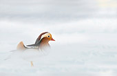 BRD 03 JE0008 01
Mandarin Duck Standing On Snow In Fog