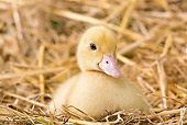 BRD 03 JE0009 01
Close-Up Of Duckling Sitting In Hay