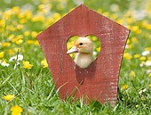 BRD 03 JE0013 01
Duckling Looking Through Wooden Heart On Lawn By Yellow And White Flowers