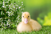 BRD 03 JE0014 01
Duckling Sitting On Lawn By White Blossoms