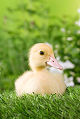 BRD 03 JE0017 01
Duckling Sitting On Lawn By White Blossoms
