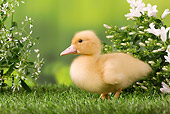 BRD 03 JE0018 01
Duckling Standing On Lawn By White Blossoms
