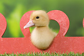 BRD 03 JE0020 01
Duckling Sitting In Heart On Lawn