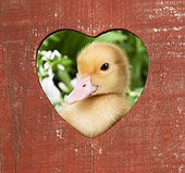 BRD 03 JE0021 01
Duckling Looking Through Wooden Heart