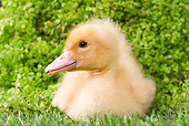 BRD 03 JE0023 01
Close-Up Of Duckling Sitting On Lawn By Shrubs