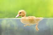 BRD 03 JE0026 01
Portrait Of Duckling Swimming In Pool