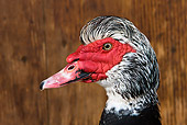 BRD 03 KH0021 01
Head Shot Of Muscovy Duck (Canard de Barbarie)