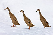 BRD 03 KH0022 01
Three Indian Runner Ducks Walking On Snow