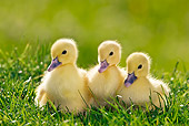 BRD 03 KH0023 01
Three Ducklings Sitting On Grass