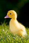 BRD 03 KH0027 01
Duckling Sitting On Grass