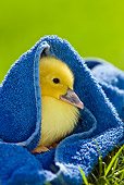 BRD 03 KH0028 01
Duckling Drying In Towel After Bath