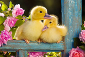 BRD 03 KH0030 01
Two Ducklings Sitting On Old Window Frame By Pink Impatiens