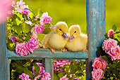 BRD 03 KH0031 01
Two Ducklings Sitting On Old Window Frame By Pink Impatiens