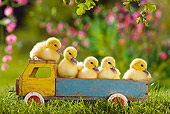 BRD 03 KH0032 01
Five Ducklings Sitting On Old Wooden Toy Truck