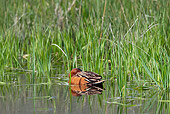 BRD 03 KH0035 01
Cinnamon Teal Wading In Pond With Tall Grass