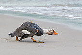 BRD 03 KH0036 01
Falkland Steamerduck Male Approaching Group Of Females On Beach Falklands