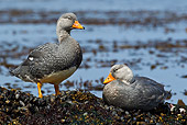 BRD 03 KH0037 01
Two Magellanic Steamerducks Resting On Rocky Islet Covered With Mussels Tierra Del Fuego National Park, Argentina