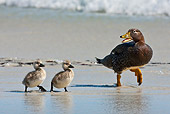 BRD 03 KH0038 01
Falkland Steamerduck Mother Walking With Ducklings On Beach Falklands
