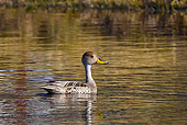 BRD 03 KH0039 01
Chilean Pintail Swimming In Lake Tierra Del Fuego National Park Argentina