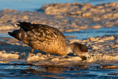 BRD 03 KH0040 01
Crested Duck Digging In Foam On Beach Falklands