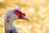 BRD 03 KH0041 01
Head Shot Of Muscovy Duck Male Alsace, France