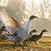 BRD 03 KH0042 01
Portrait Of Muscovy Ducks And Geese On Grass Alsace, France