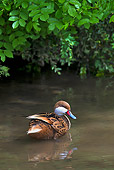 BRD 03 KH0044 01
White-Cheeked Pintail Duck Wading In Pond Florida