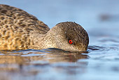 BRD 03 KH0045 01
Close-Up Of Crested Duck Searching Water At Low Tide In Falkland Islands