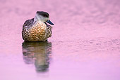 BRD 03 KH0046 01
Crested Duck Wading In Water At Dusk In Falkland Islands