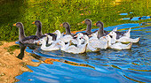 BRD 03 KH0047 01
Group Of Ducks And Geese Wading In Pond France