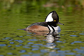 BRD 03 LS0004 01
Hooded Merganser Drake Wintering On Pond In Sarasota, Florida