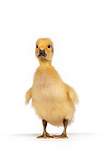 BRD 03 RK0003 05
Duckling Standing On White Seamless