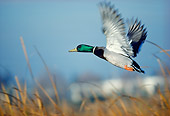 BRD 03 RK0039 02
Mallard Duck In Flight