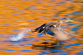 BRD 03 TK0011 01
American Black Duck Flying Over Water