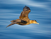 BRD 03 WF0002 01
Common Eider Female In Flight Over Water