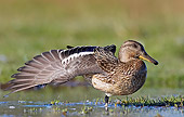 BRD 03 WF0004 01
Common Teal Female Stretching Wing In Shallow Water