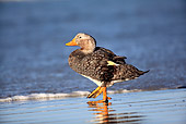 BRD 03 WF0006 01
Falkland Steamer Duck Drake Walking Toward Sea