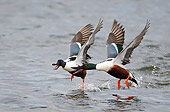 BRD 03 WF0007 01
Two Northern Shoveler Drakes Taking Off From Surface Of Sea