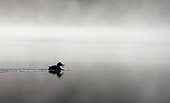 BRD 03 WF0008 01
Mallard Duck Calling On Misty Lake At Night