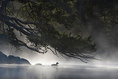 BRD 03 WF0009 01
Mallard Duck On Misty Lake At Night