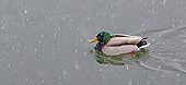BRD 03 WF0010 01
Mallard Duck Drake Swimming In Falling Snow