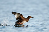 BRD 03 WF0012 01
Velvet Scoter Female Taking Off From Water