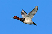 BRD 03 WF0013 01
Common Pochard Drake In Flight Against Blue Sky