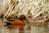 BRD 03 DB0001 01
Cinnamon Teal Drake And Hen Swimming In Marsh