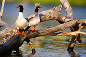 BRD 03 DB0002 01
Common Merganser Drake And Hen Standing On Fallen Tree Over Water