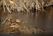 BRD 03 DB0003 01
Mallard Duck Hen Standing In Ice-covered Marsh