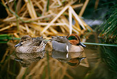 BRD 03 DB0004 01
Green-winged Teal Drake And Hen Floating In Marsh