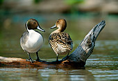 BRD 03 DB0005 01
Northern Pintail Drake And Hen Standing On Fallen Tree Over Water