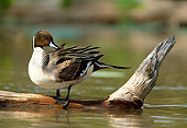 BRD 03 DB0006 01
Northern Pintail Drake Standing On Fallen Tree Over Water