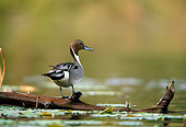 BRD 03 DB0007 01
Northern Pintail Drake Standing On Fallen Tree Over Water